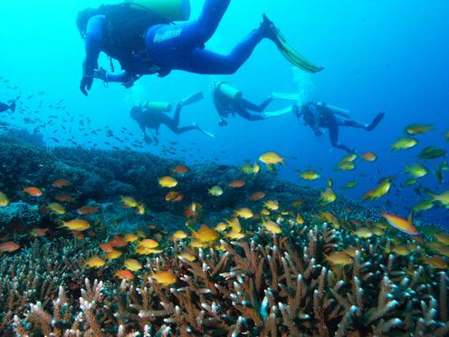 Why planning a dive vacation in Bali for beginner?