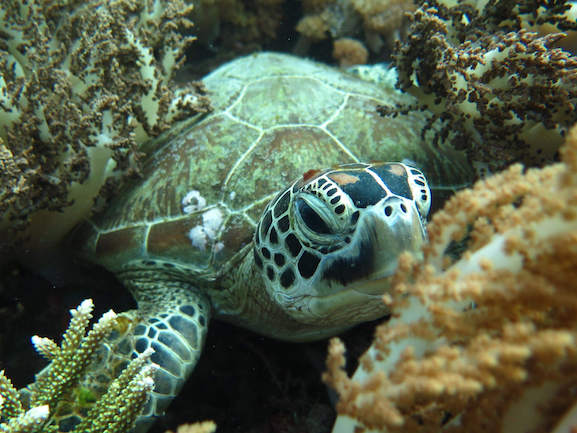 sea turtle dive snorkeling komodo