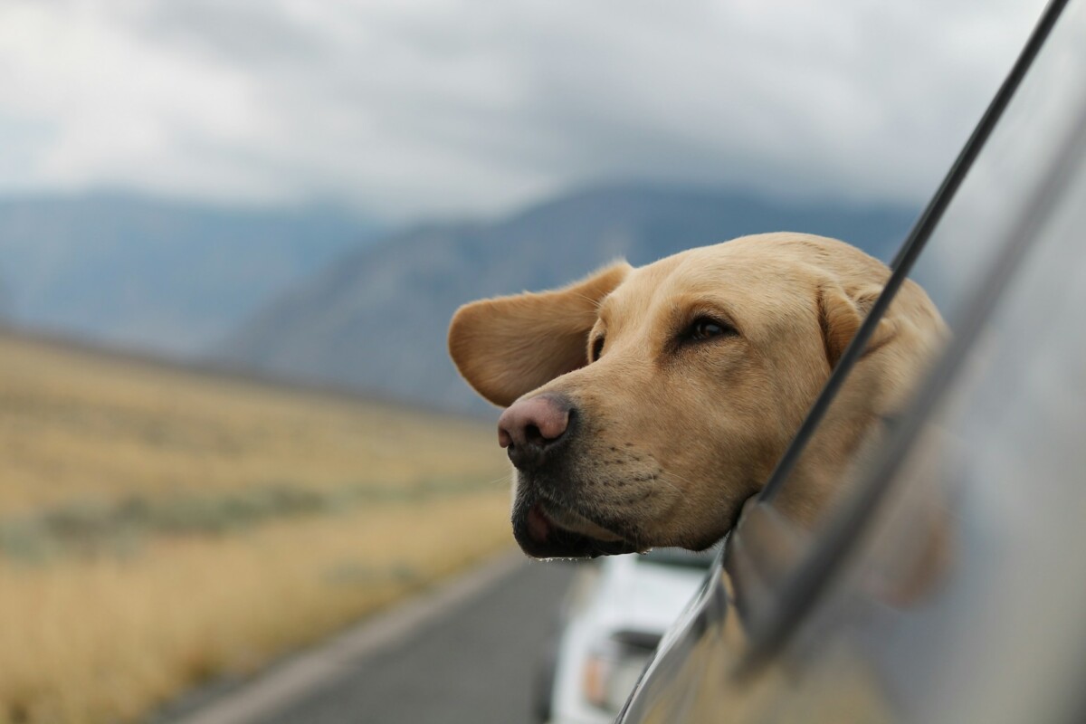 a dog looking over a car window