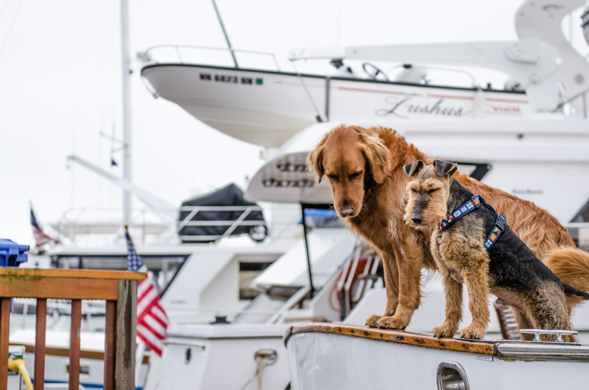 two dogs on a yacht