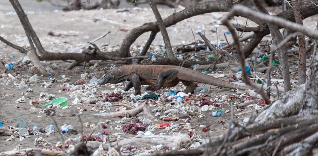 Many rubbish in the paradise "Komodo Island"