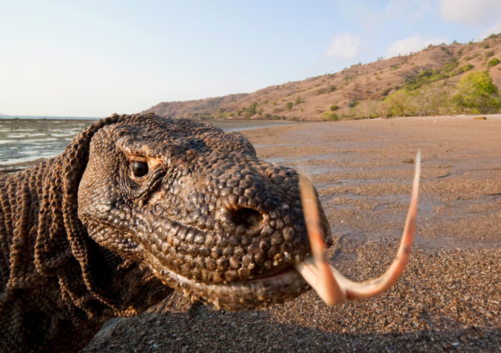 The habitat of Komodo Dragons in the area conservation of Komodo Island.