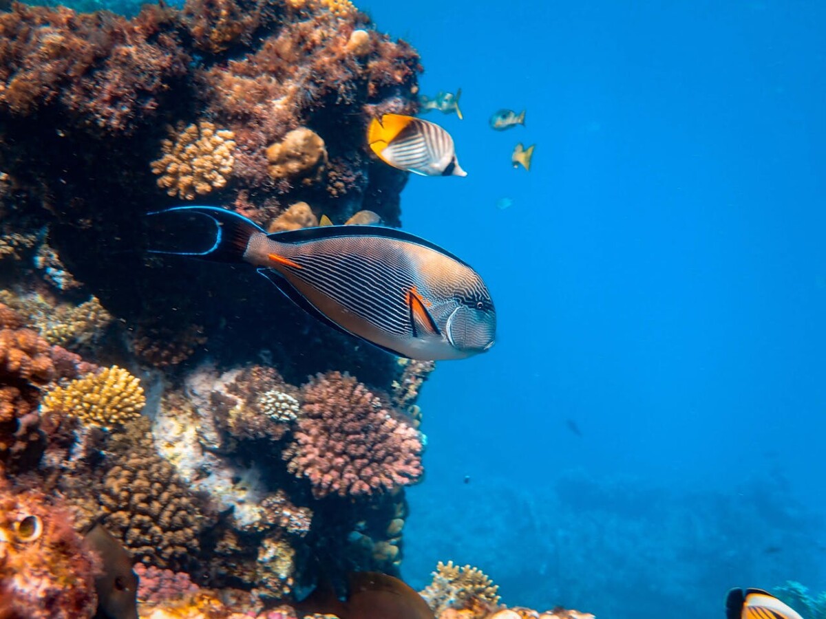 Top 5 Must-Dive Sites in Lembeh Strait