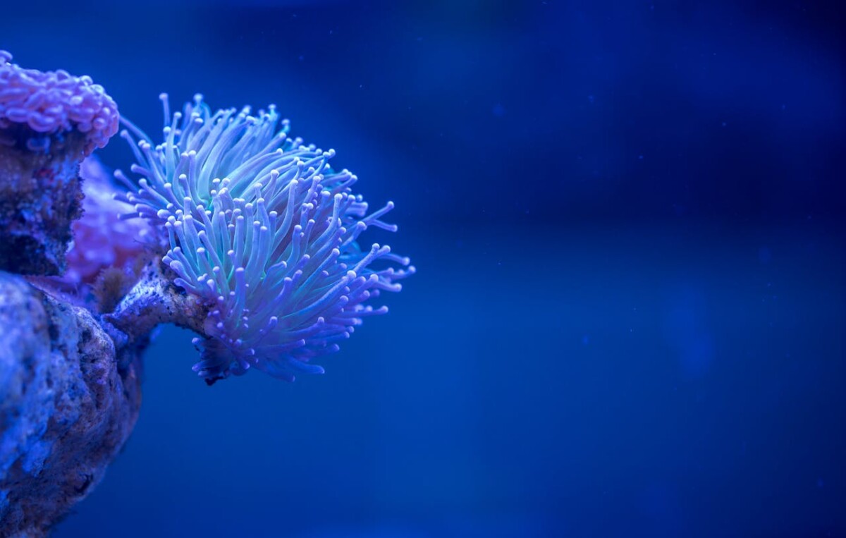 10 Vreemde en Wonderlijke Critters die je Alleen in Lembeh Vindt