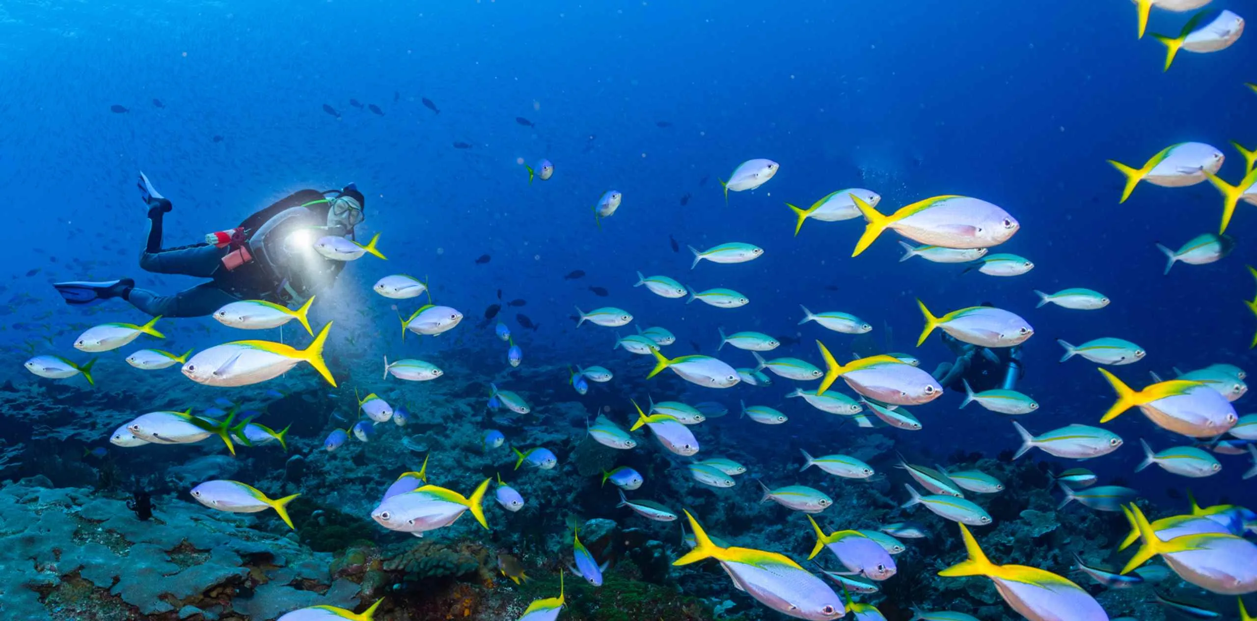 How to Prepare for a Night Dive Experience with Alila Purnama
