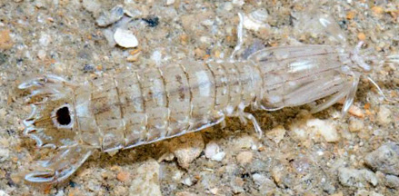 The Role of Spearer Mantis Shrimp in Coral Reef Ecosystems
