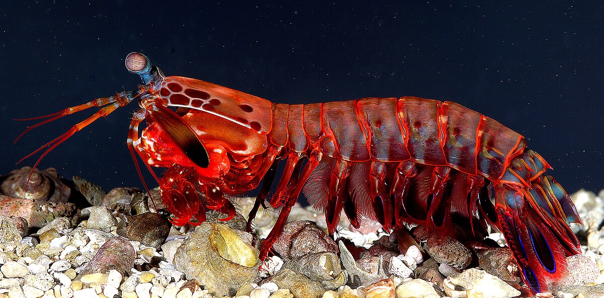 Spearer Mantis Shrimp vs Smashing Mantis Shrimp What Makes Them Different